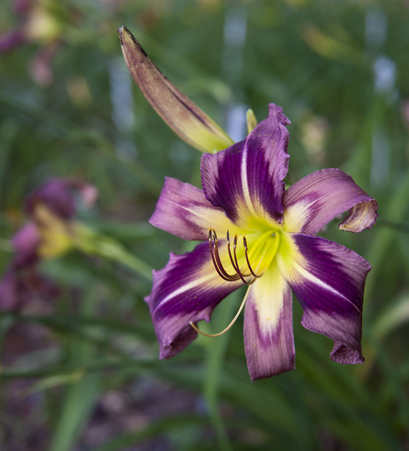 Davis Boxwood & Daylily Nursery